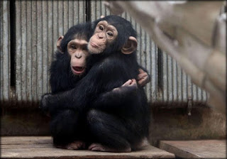 LAS MONAS TRASCIENDEN EL NIU